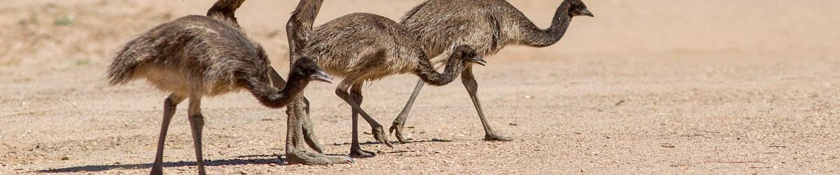 Picture of three emu chicks walking in the dirt with their mother