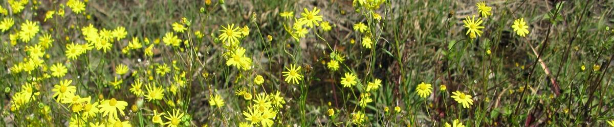 Fireweed infestation. bright yellow, daisy-like flowers on long green stems