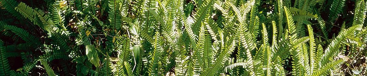 Fish bone fern infestation