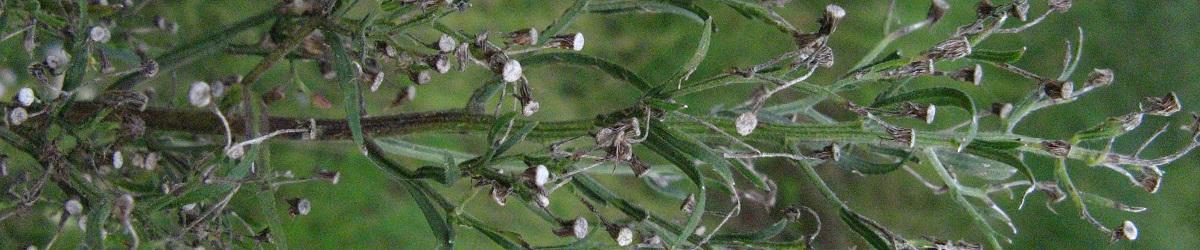 Fleabane infestation