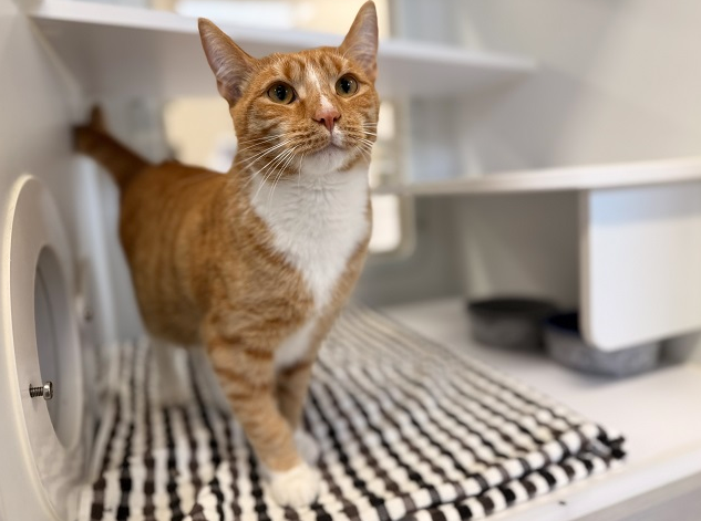 Orange and white short haired cat