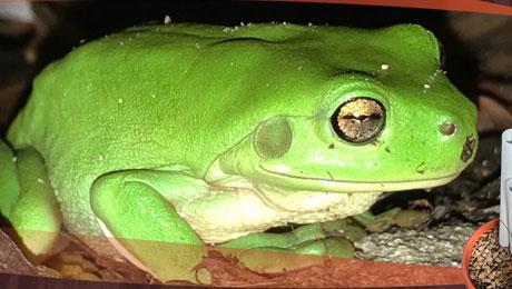 Photo of a green frog
