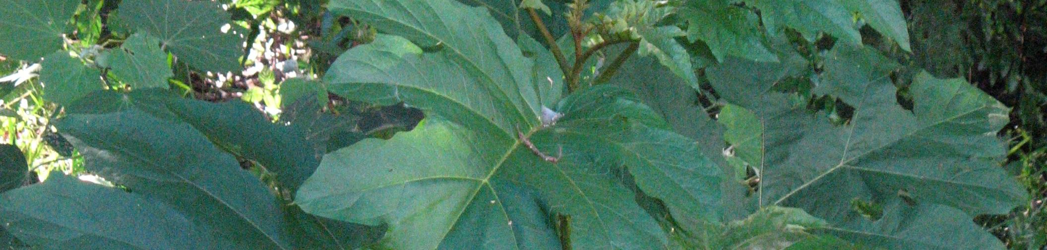 Giant devils fig leaf up close.