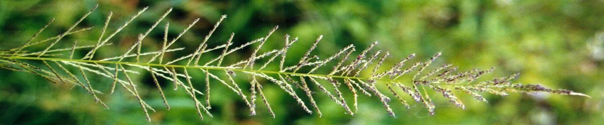 Giant Rat&#039;s Tail Grass. Seed head