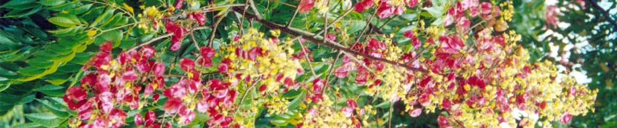 Golden Rain Tree with yellow clustered flowers