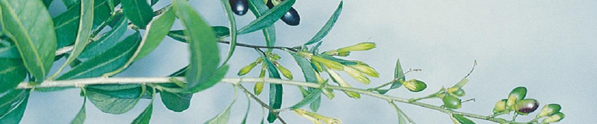 Green cestrum with alternate leaves and glossy back berries