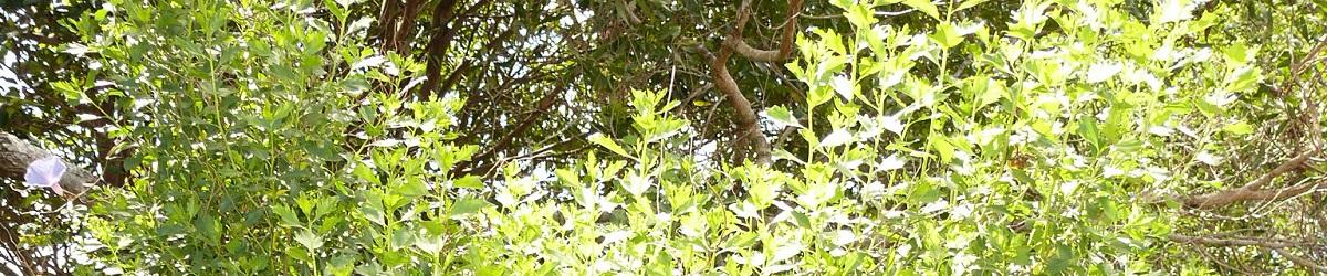 Light green groundsel bush