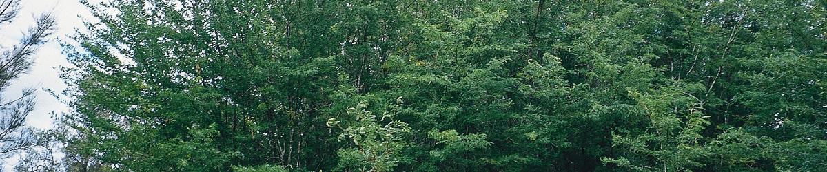 Honey Locust Plant infestation