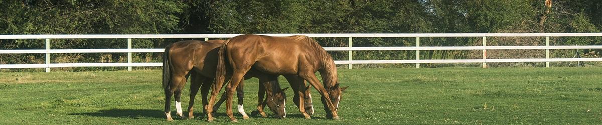 three brown horses grazing in paddock with white fencing and trees behind them