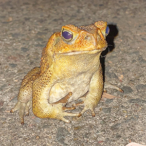 A cane toad sitting on pavement
