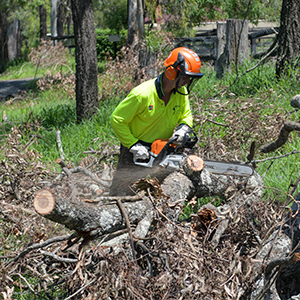 An image of a man using a chain saw to illustrate that the vegetation clean-up continues at Cedar Grove today.
