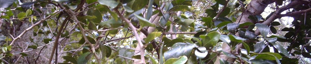 Picture of Kei Apple tree up close