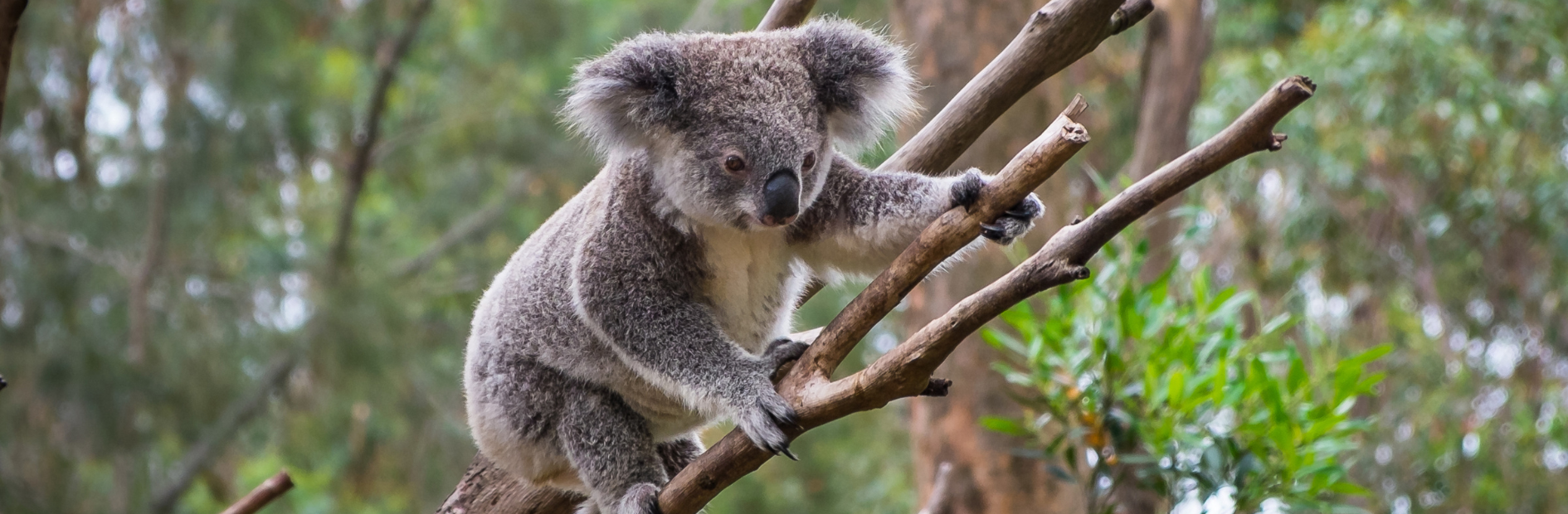 Koala in a tree