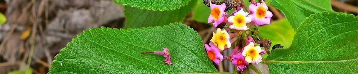 Lanana Camara, small yellow and pink flowers on thick green bush
