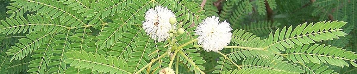 Leucaena shrub with pom pom shaped whitish flowers and green leaves