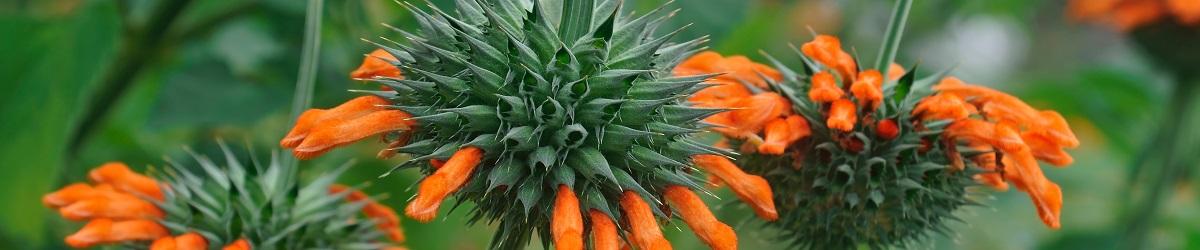 Lion&#039;s tail flower. orange tubular flower in a dense ball