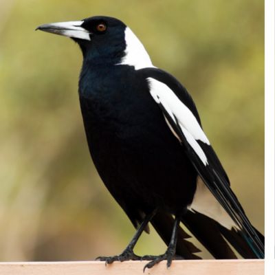 A black and white magpie bird perched on a fence