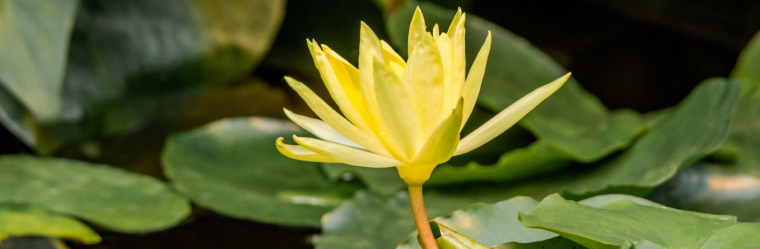 Large floating leaves with a yellow flower that grows above the water