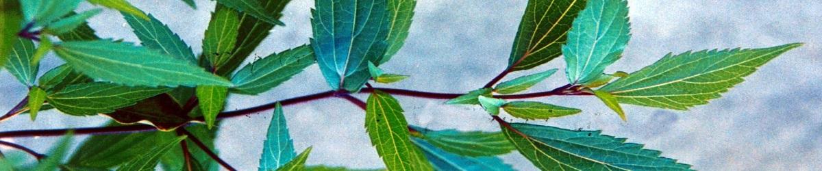 Mistflower branch with opposite green leaves