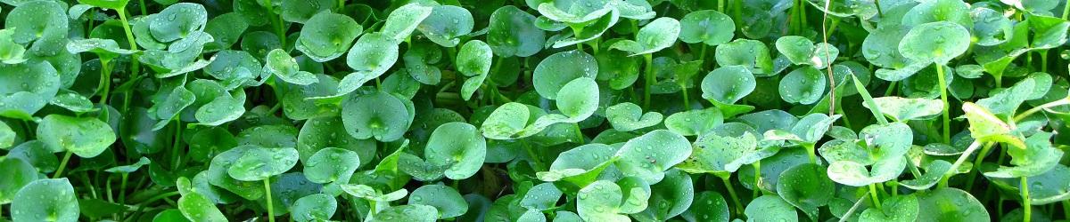 Kidneyleaf mudplantation infestation. Mat of bright green kidney shaped leaves