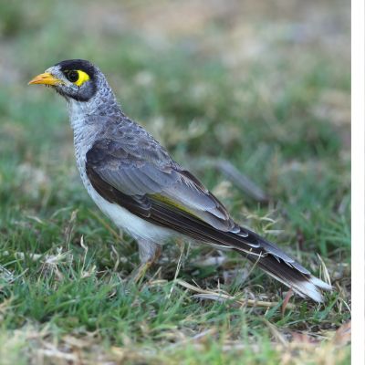 A grey and black Noisy Miner bird stands on the grass