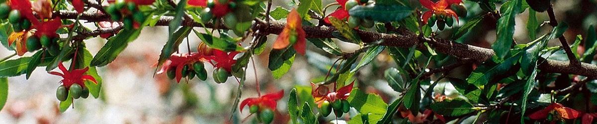 Ochna shrub in flower with a large amount of red flowers and green fruit.