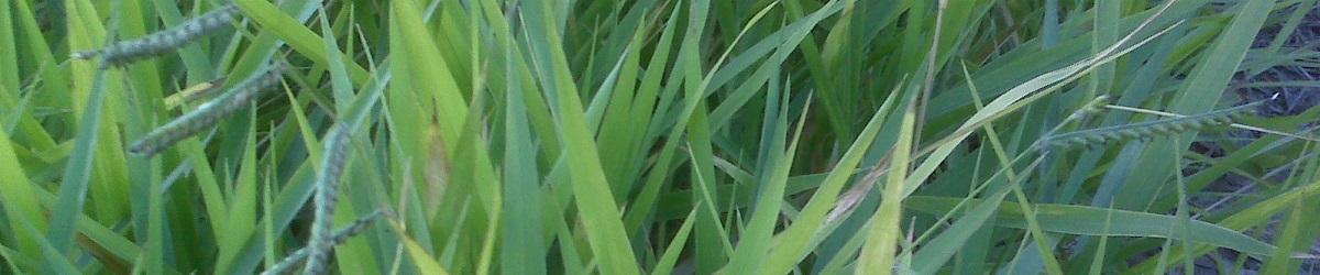 Para Grass. Dark green leaf blades with several flower heads