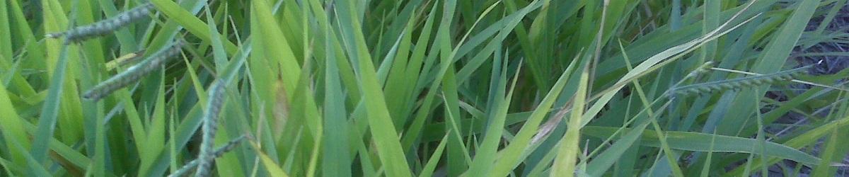 Para Grass. Dark green leaf blades with several flower heads