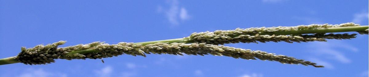 Giant Paramatta Grass. Seed head with sooty spike