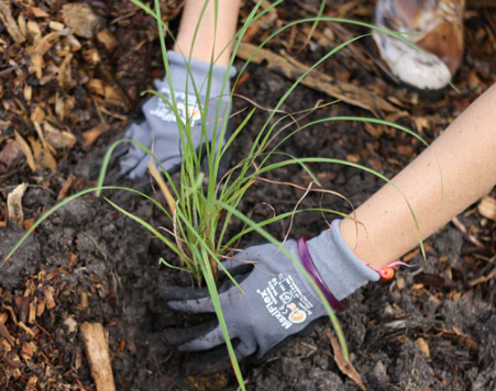 Gloved hands planting a small shrub in the ground
