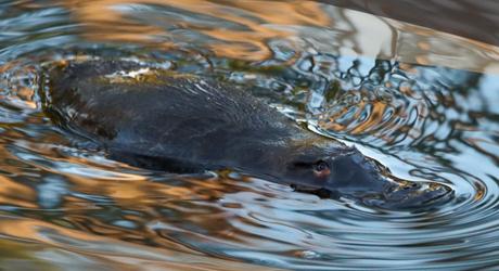 Platypus in the water.