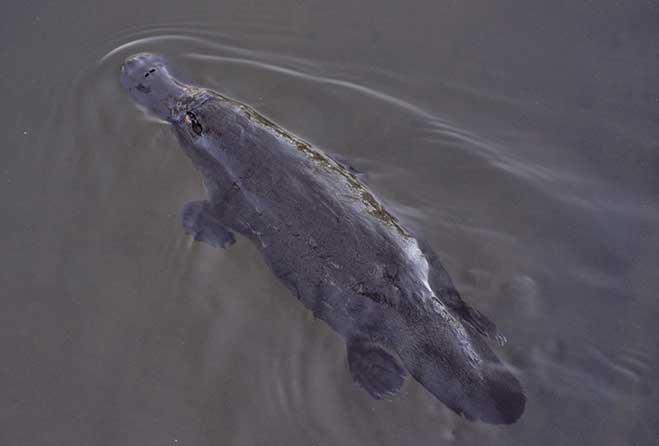 Platypus watch for kids