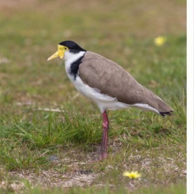 A grey, white and black Plover bird stands on the ground