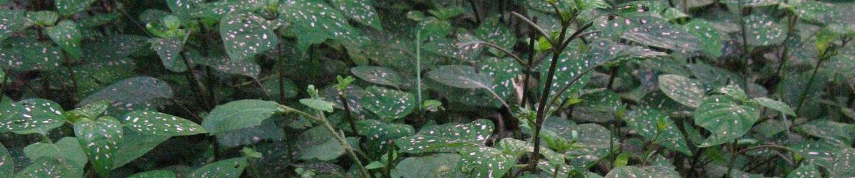 Polka dot plant infestation. Green leaves with white / pink spots