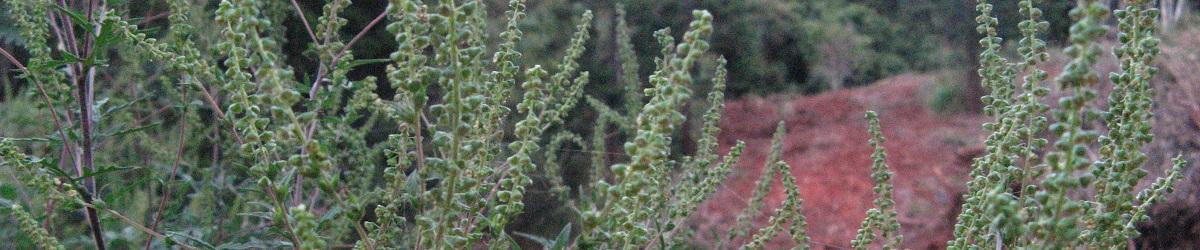 Ragweed infestation. Small greenish flowers