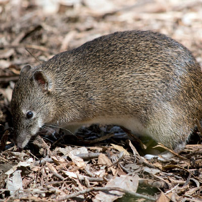 Brown rat sniffs leaves and sticks