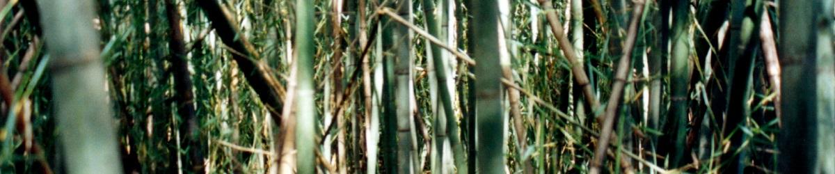 Running bamboo plant infestation