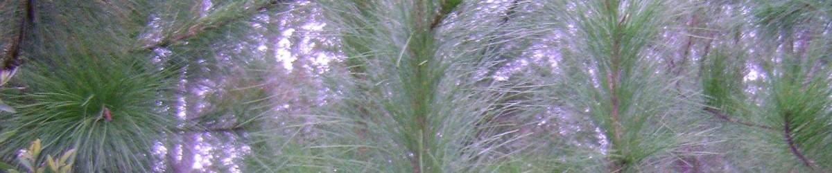 Slash pine close up