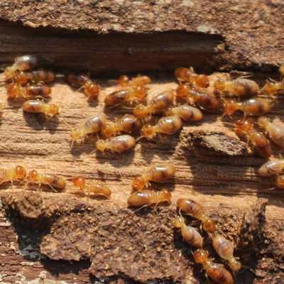 Nest of termites crawling over timber