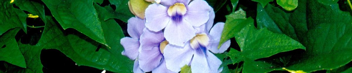 Blue Thunbergia flower lavender-blue petals that are yellow in the center