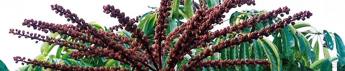 Umbrella tree with dark purple fruit and large glossy plants