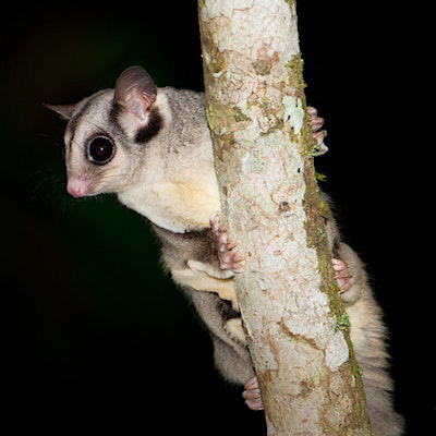 Sugar glider holds onto tree branch and prepares to leap off