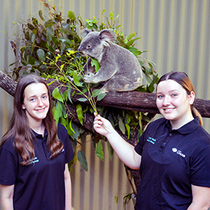 A koala family fun day is being hosted by the Logan Youth Action Group members.