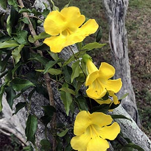 The yellow Cat's Claw Creeper is one of the plants which Logan City Council targets.