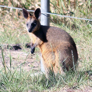 An image of a wallaby near a fence. Wallabies, kangaroos and koalas are the native animals most at-risk when crossing our roads. Photo courtesy: Phil Tither.