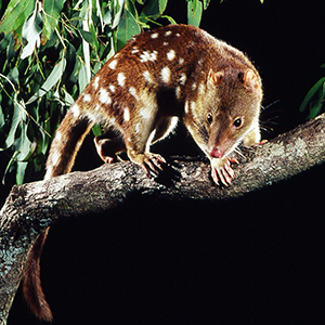 An image of a spotted-tail quoll on a branch