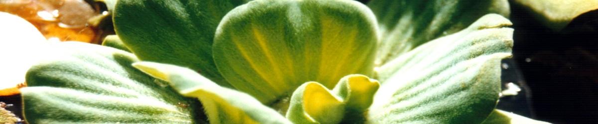 water lettuce close up. greenish yellow leaves fanning out from thick base.