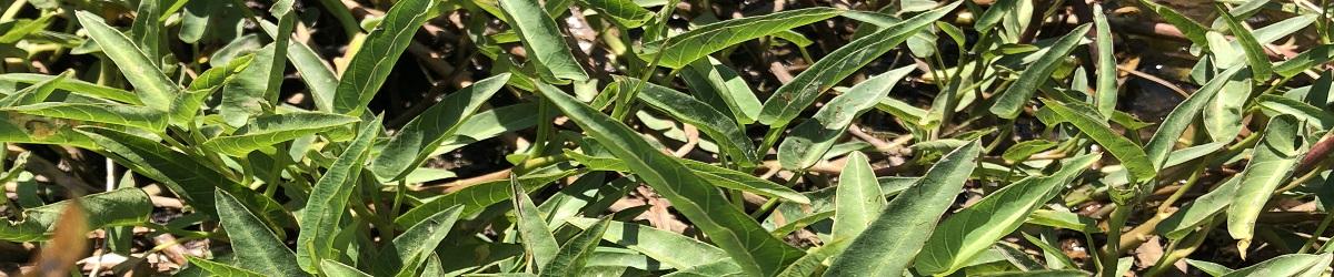 Water spinach infestation. Arrow shaped leaves