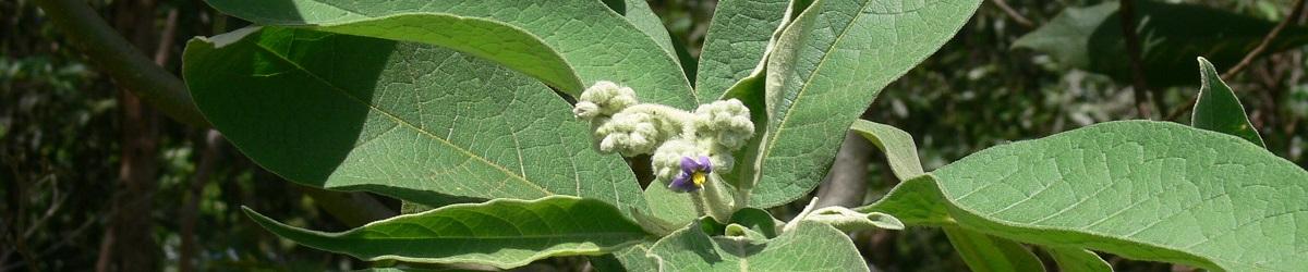 Close up of wild tobacco plant. Felty green leaves with small purple star shaped flower.