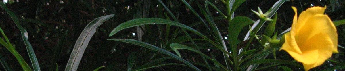 Yellow oleander in flower